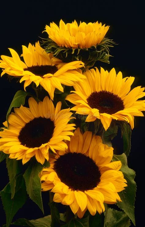 O Girassol Floresce O Helianthus Annuus Imagem De Stock Imagem De