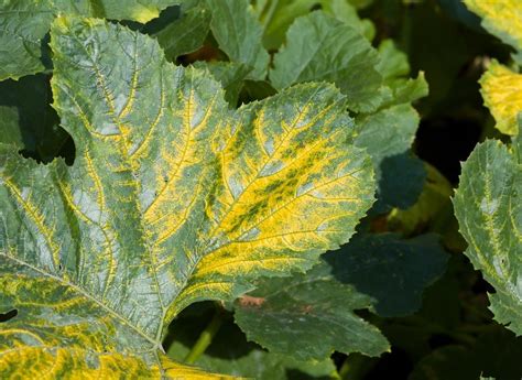 12 Zucchini Plant Diseases And How To Fix Them Plant Food At Home