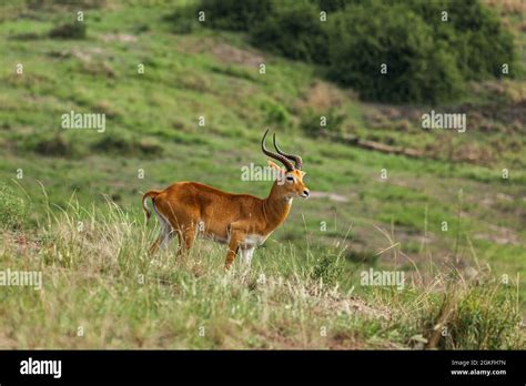 Ugandan Kob In African Savanna Queen Elizabeth National Park Uganda