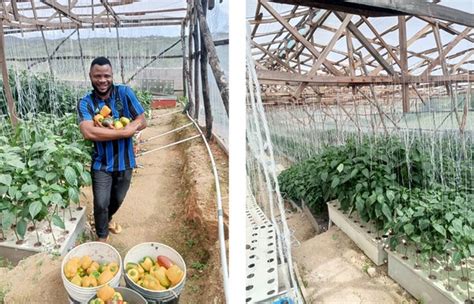 Horti Daily On Twitter Nigerian Grower Builds Greenhouse From Scratch