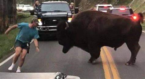 Drunk Guy Jailed 130 Days For Harassing Bison At Yellowstone National Park