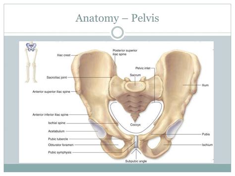 PPT The Thigh Hip Groin Pelvis PowerPoint Presentation Free