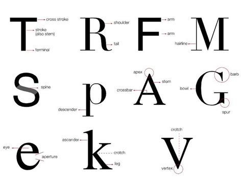 anatomy  typography typography type anatomy