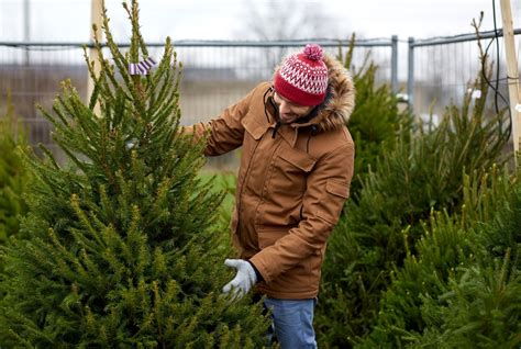 How To Choose The Perfect Christmas Tree Garsons