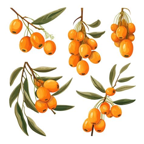 Premium Vector Sea Buckthorn Elements Leaves And Orange Berries