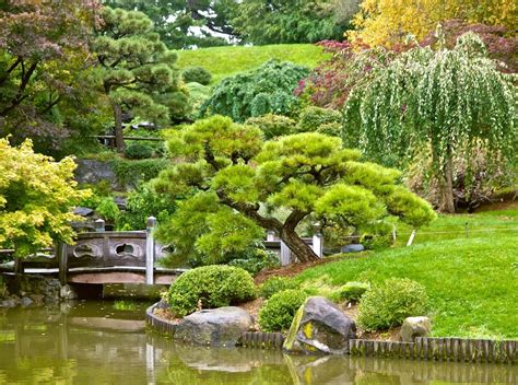 9 Must Have Trees For Your Japanese Garden