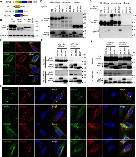 Interaction Of Ifitm With Ha Subunit Mediated By Its Transmembrane