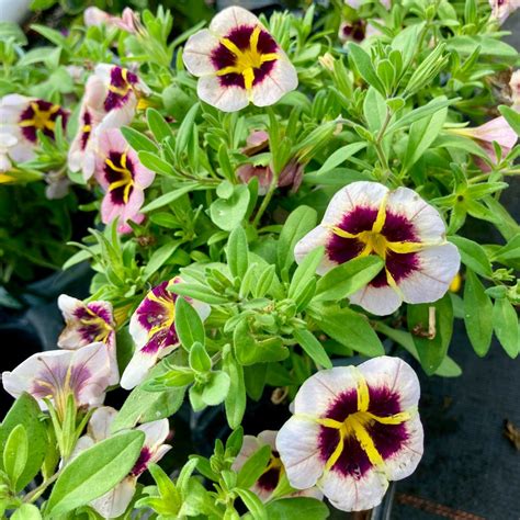 Calibrachoa Tik Tok Crystal Mauve Orang Coclicoh