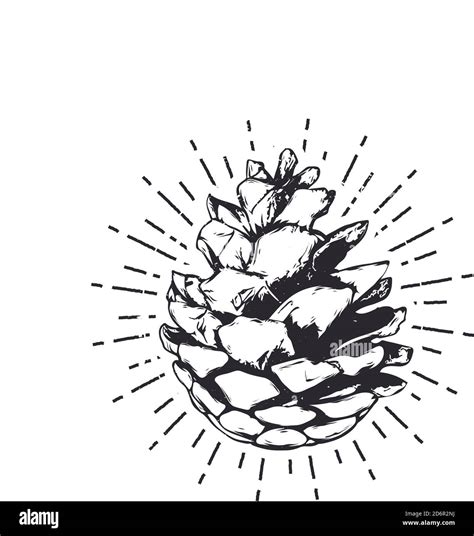 Pine Cone Black And White Stock Photos And Images Alamy