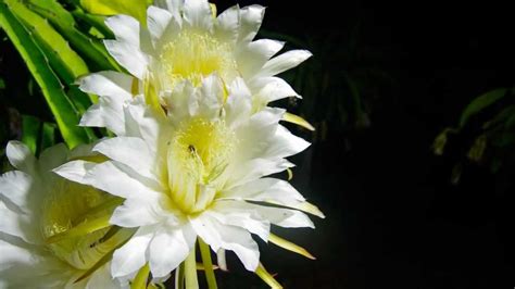 Dragon Fruit Flower Blooming Youtube