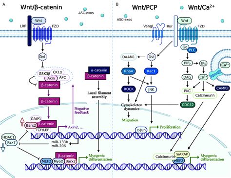 Asc Exos Mediates The Muscle Regeneration By Wnt Signaling Pathway A