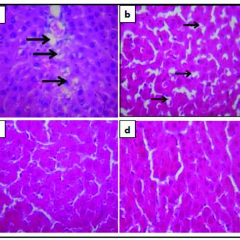 Histopathology Of Liver Tissues Of The Four Experimental Groups A