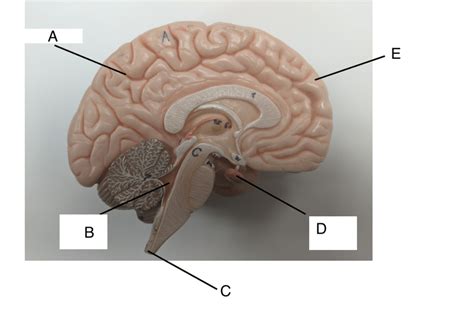 Cns Diagram Quizlet