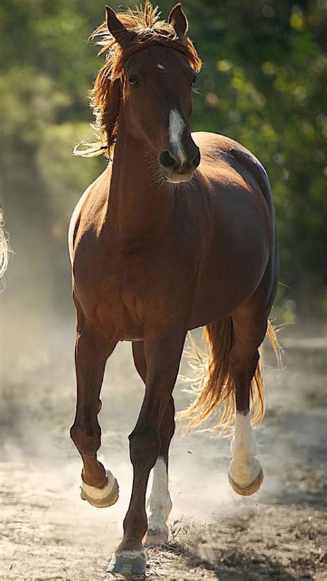 Brown Horse Android wallpaper - Android HD wallpapers