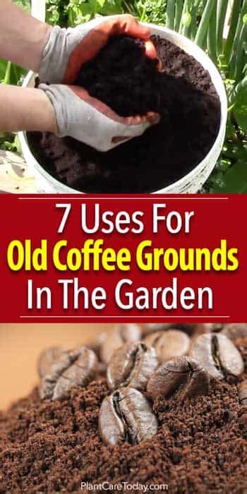 7 Uses For Coffee Grounds On Plants In The Garden