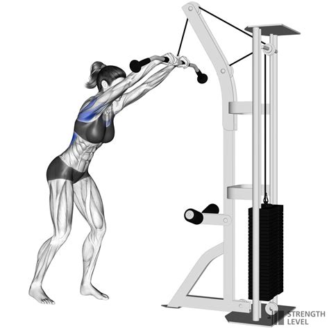 Straight Arm Pulldown Standards for Men and Women (lb) - Strength Level