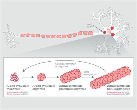 Active Alpha Synuclein Proteins Abcam