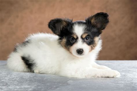 All Cute Small Dog Breeds Online Shopping | nationaldefensepac.org