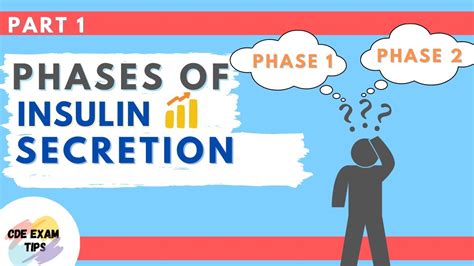 Phases Of Insulin Secretion Part 1 Cde Exam Tips Youtube