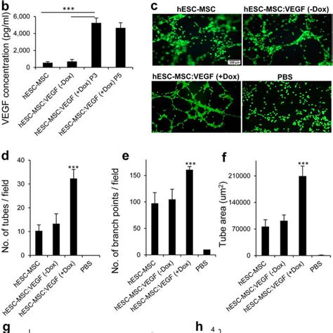 Lentiviral Transduction Of Hesc Mscs For Inducible Expression Of Vegf