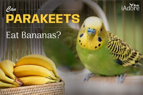 Can Parakeets Eat Bananas 2 Health Benefits Full Guide Iadorebirds