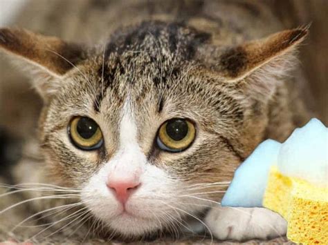 Diario del Yaqui Con que frecuencia se debe bañar un gato esto sabemos