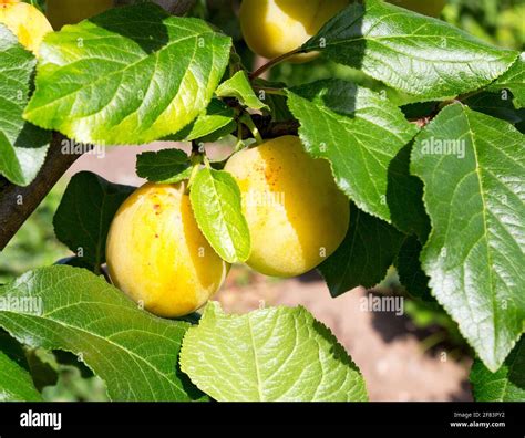 Fruit Tree Plantation Hi Res Stock Photography And Images Alamy