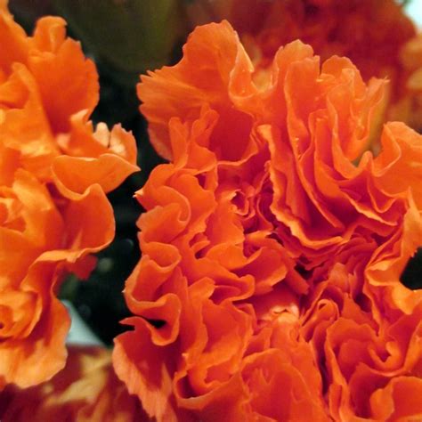 Orange Mini Carnations Florabundance Wholesale Flowers