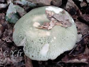 Russule Verdoyante Palomet Russule Verdoyante Russula Virescens