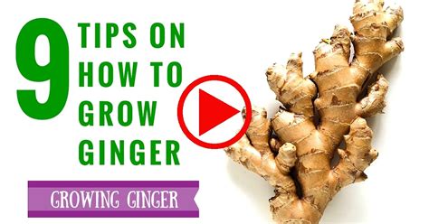 How To Grow Ginger Plants Simple Tips On Growing Ginger Aquaponics Build