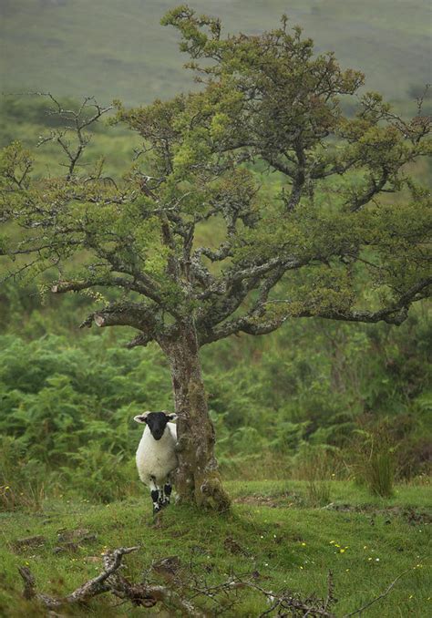 Rainy Day Shelter Photograph By Sue Cullumber Fine Art America