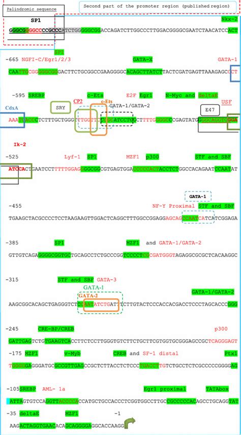 In Silico Transcription Factor Binding Sites TFBS Analysis Of The