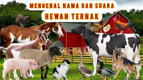 Belajar Mengenal Nama Hewan Suara Hewan Binatang I Sapi Kambing