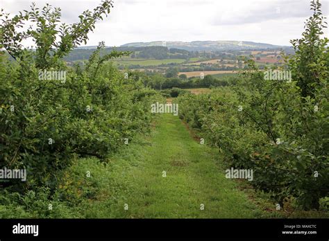 Apple Orchard In England Stock Photo Alamy
