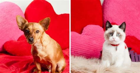 Fun Valentines Day Treats For Your Pets Vip Pet Services