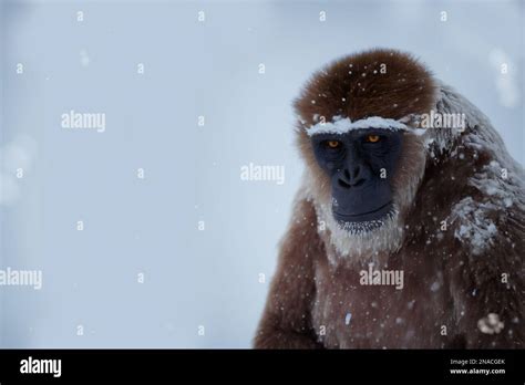 Yeti Bigfoot In Snowy Landscape Stock Photo Alamy