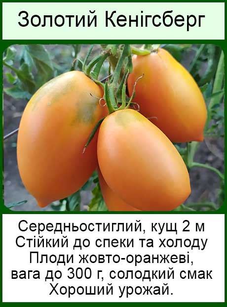 Семена высокорослых (вьющихся) помидор