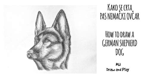 Kako Se Crta Pas Nema Ki Ov Ar Tutorial How To Draw A German