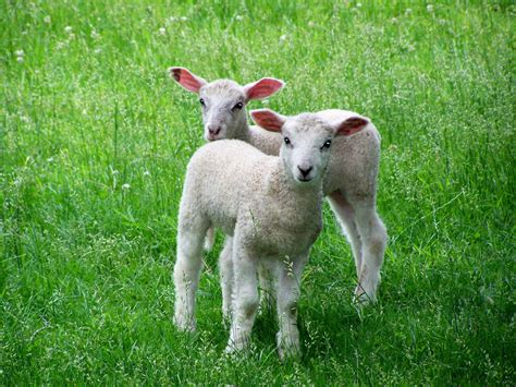 Tell Me A Story: THE LAMB