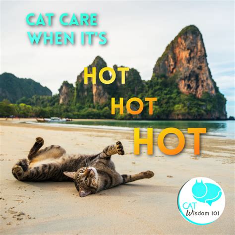 Hot Weather Cat Care Hydration Cat Wisdom