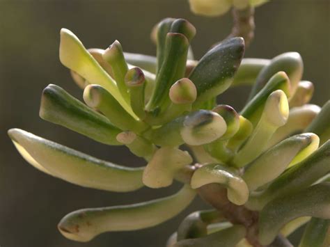 Crassula Ovata Gollum F Variegata Variegated Gollum Jade World