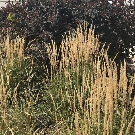 Karl Foerster Feather Reed Grass Nature Hills Nursery