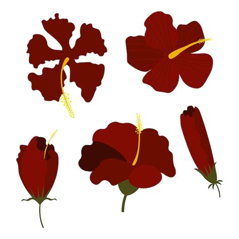 Premium Vector Hibiscus Flower Illustration