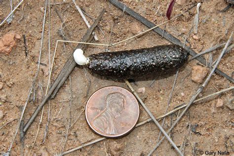 Rattlesnake Poop