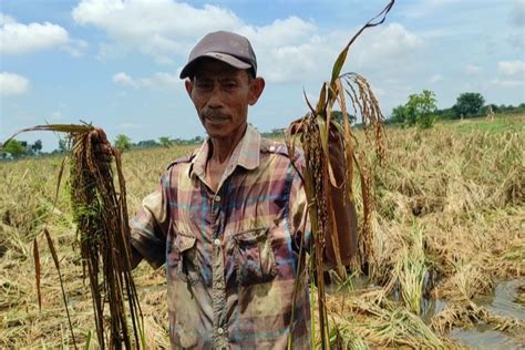 Curhat Petani Demak Padi Siap Panen Terendam Banjir Rugi Puluhan Juta