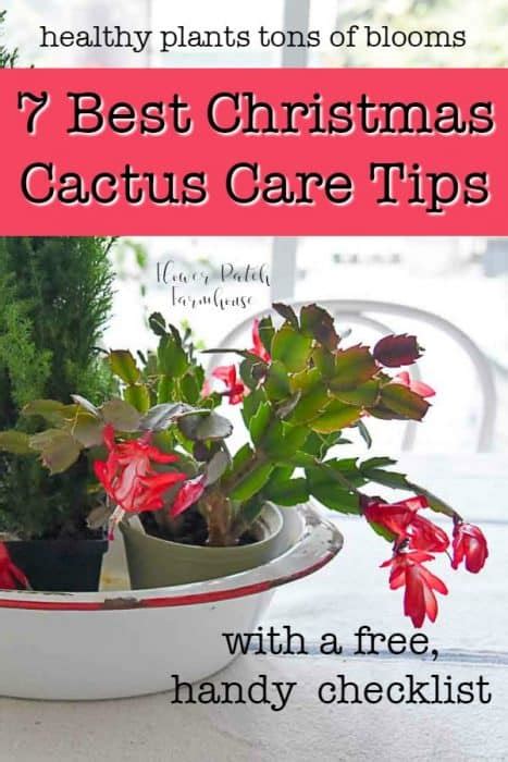 Best Christmas Cactus Care Tips - Flower Patch Farmhouse