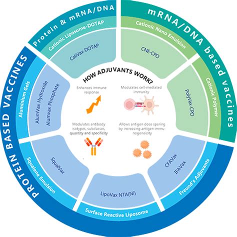 Vaccine Adjuvants Protein And Nucleic Acid Based Vaccines