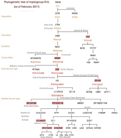 Phylogenetic Tree Of Haplogroup R1b Y Dna Eupedia Phylogenetic