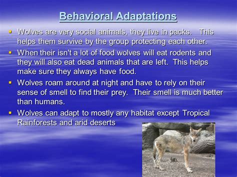 Gray Wolf Adaptations