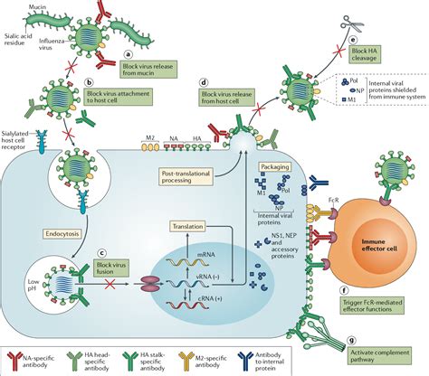 Antibody Formation | Semantic Scholar